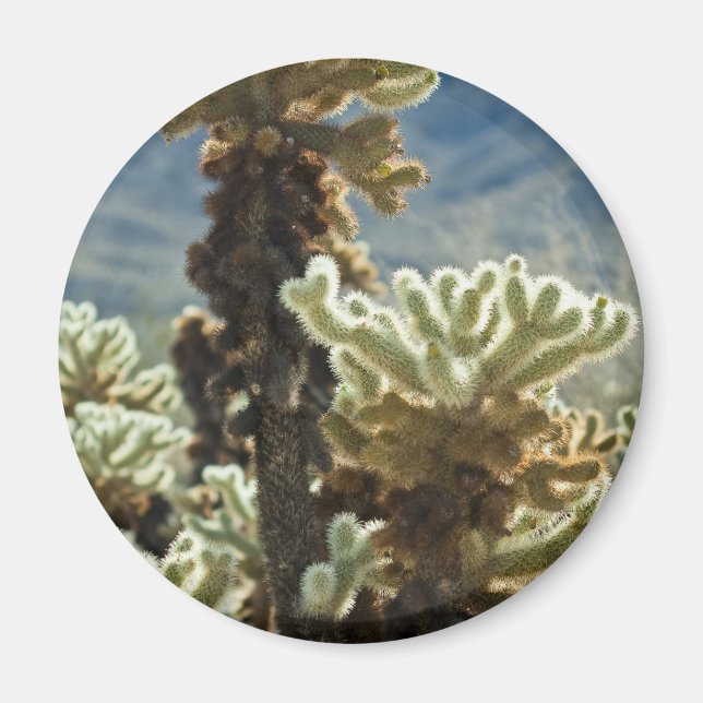 Cholla Afternoon Magnet (Vorne)