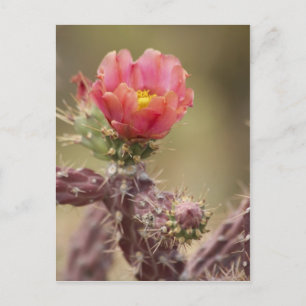 Cholla Cactus blooming Postkarte