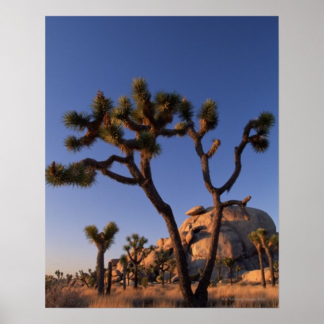 Cholla cactus Cap Rock , Joshua Tree Poster (Vorne)