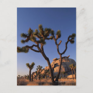 Cholla cactus Cap Rock , Joshua Tree Postkarte