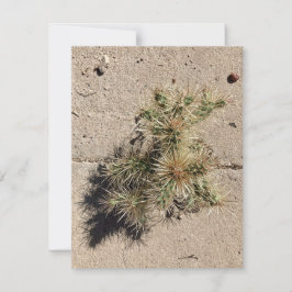 Cholla Cactus Groove in einer Fußgängerzone Feiertagskarte