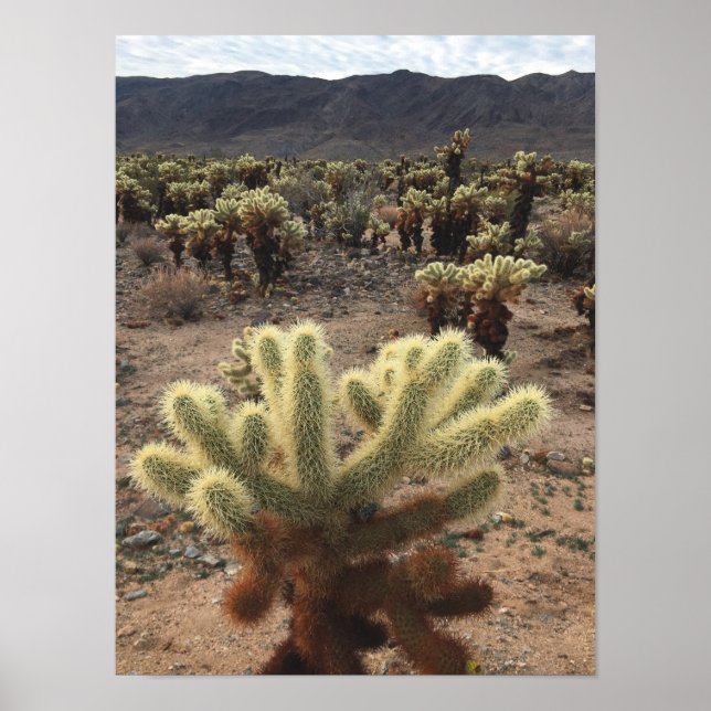 Cholla Cactus Joshua Tree Park Foto Poster (Vorne)
