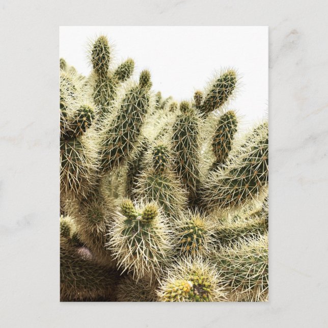Cholla Cactus Postkarte (Vorderseite)