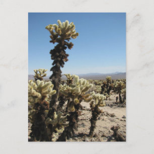 Cholla Garden - Joshua Tree Postkarte