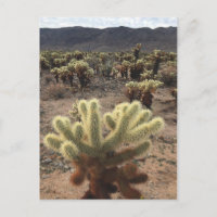 Cholla Gardens Joshua Tree Nationalpark