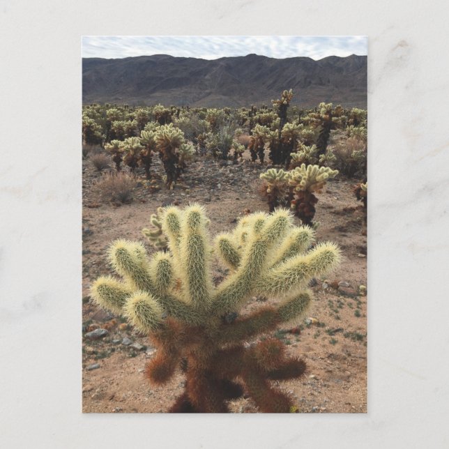 Cholla Gardens Joshua Tree Nationalpark Postkarte (Vorderseite)