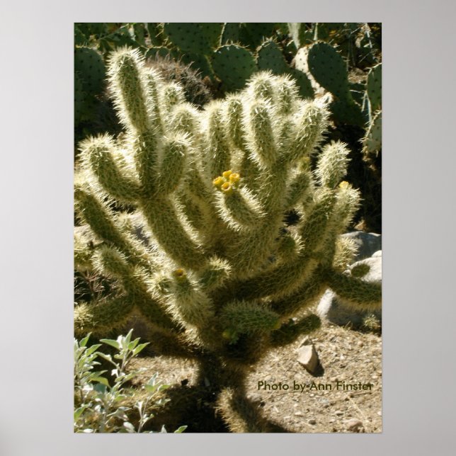 Cholla in Bloom Poster (Vorne)