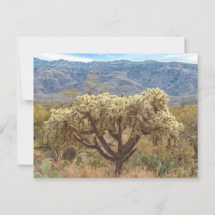 Cholla mit Ketten in der Sonoran-Wüste Postkarte