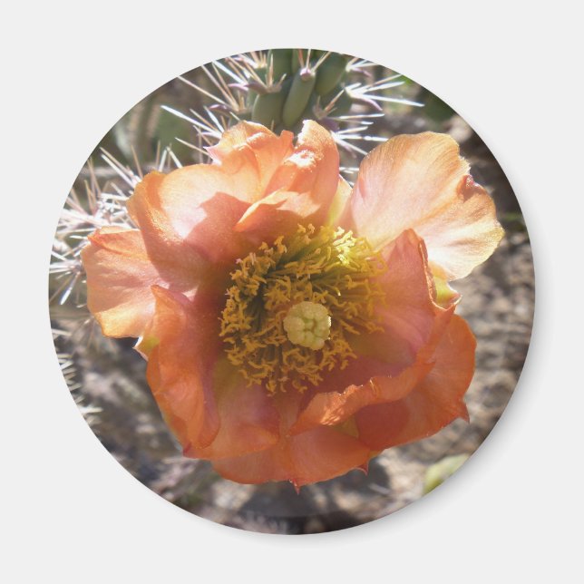 Cholla Peach Bloom Magnet (Vorne)