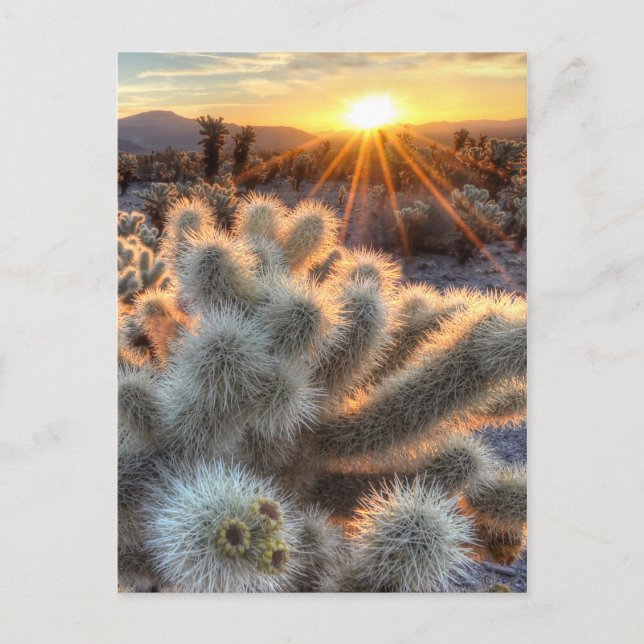 Chollas Cactus Sunrise Postkarte (Vorderseite)