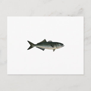 Chopper Bluefish Postkarte
