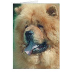 Chow-Chow