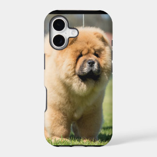 Chow-Chow