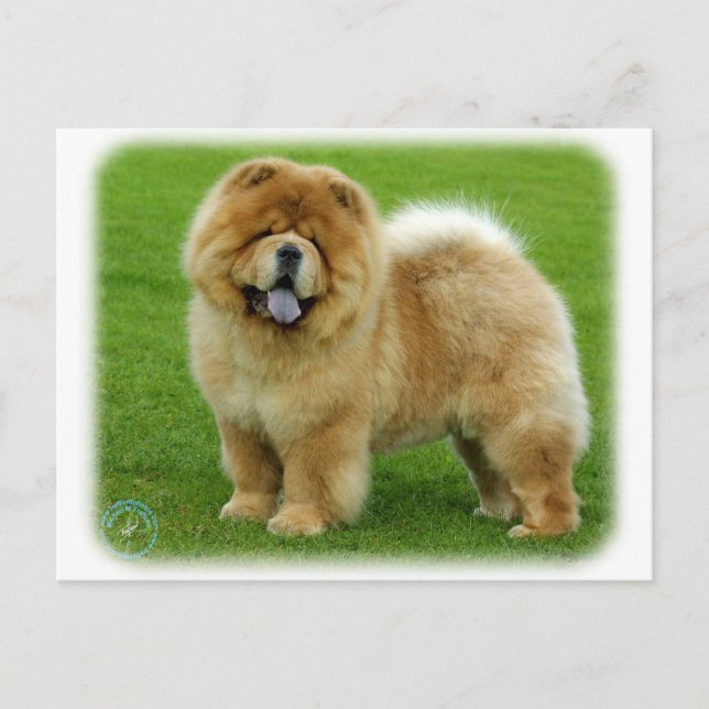 Chow Chow 9B008D-06 Postkarte (Vorderseite)