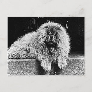 Chow Chow Dog on Porch, Black and White Postkarte