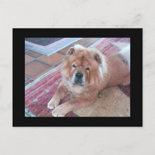 Chow Chow Dose Post Card Postkarte