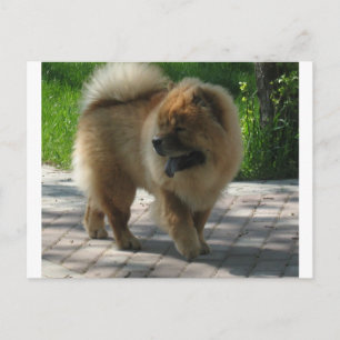 Chow Chow full.png Postkarte