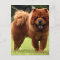 Chow Chow Hund Posen