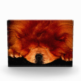 Chow Chow pbcna Fotoblock
