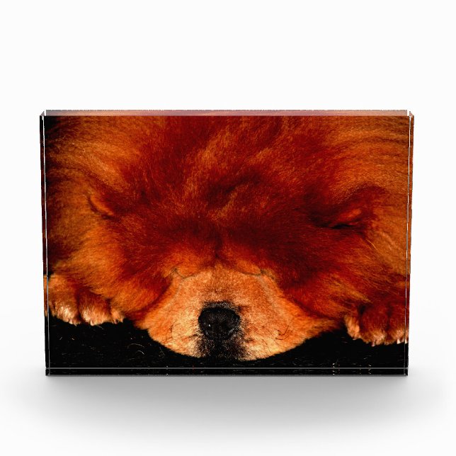 Chow Chow pbcna Fotoblock (Vorderseite)
