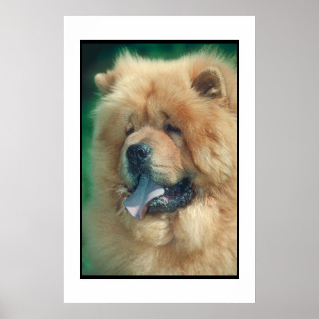 Chow Chow Poster (Vorne)