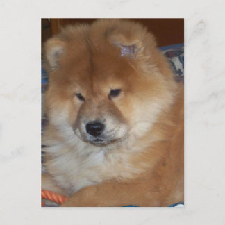 Chow Chow Pup Postkarte