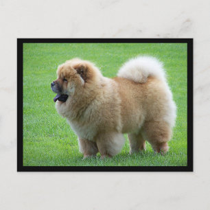 Chow Chow Puppy Dog leere Grußkarte Postkarte
