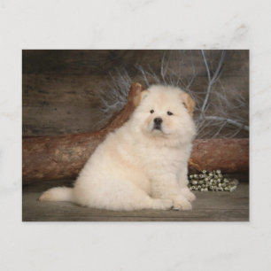 Chow Chow Puppy Dog leere Grußkarte Postkarte