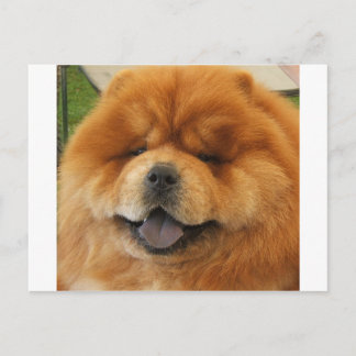 Chow Chow Rescue Postkarte