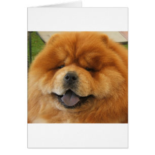 Chow-Chow-Rettung