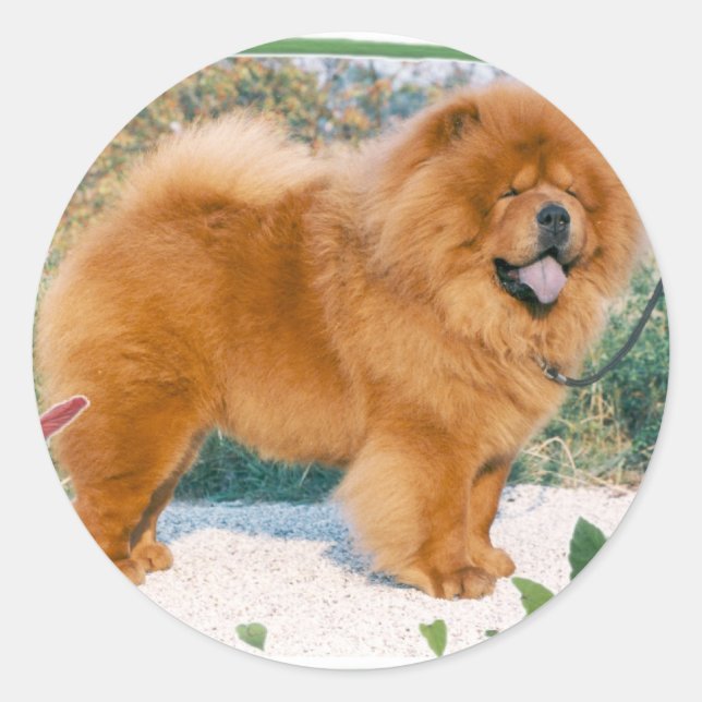 Chow-Chow Runder Aufkleber (Vorderseite)