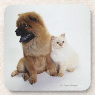 Chow-Chow und eine weiße Katze, die zusammen sitz Untersetzer