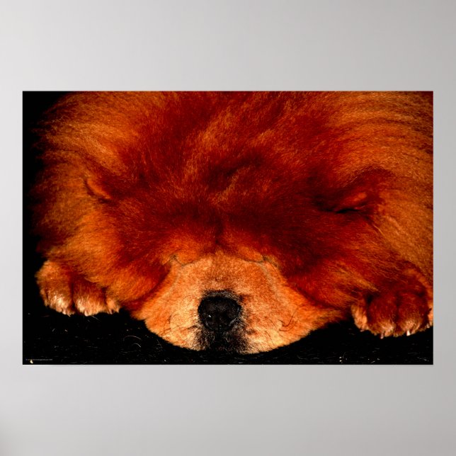 Chow Chow wapcccp Poster (Vorne)