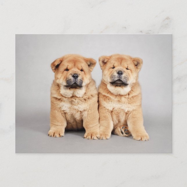 Chow chow Welpen Postkarte (Vorderseite)