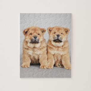 Chow chow Welpen Puzzle