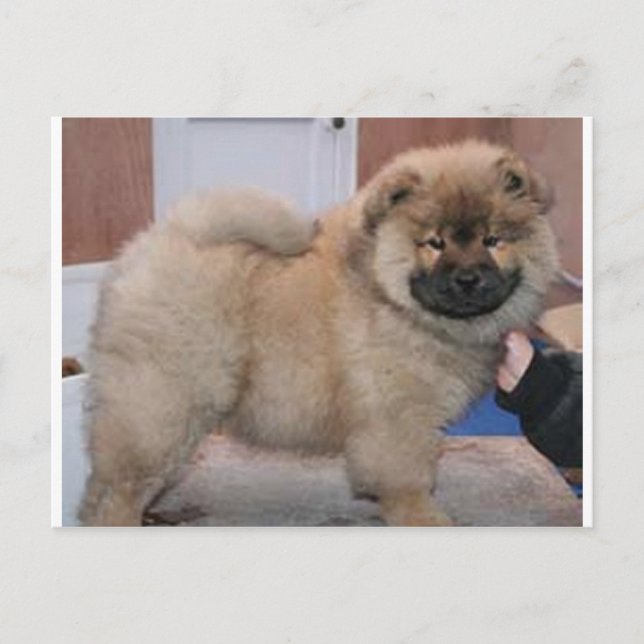 Chow pup.png postkarte (Vorderseite)