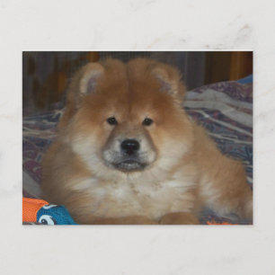 Chow Puppy Postkarte