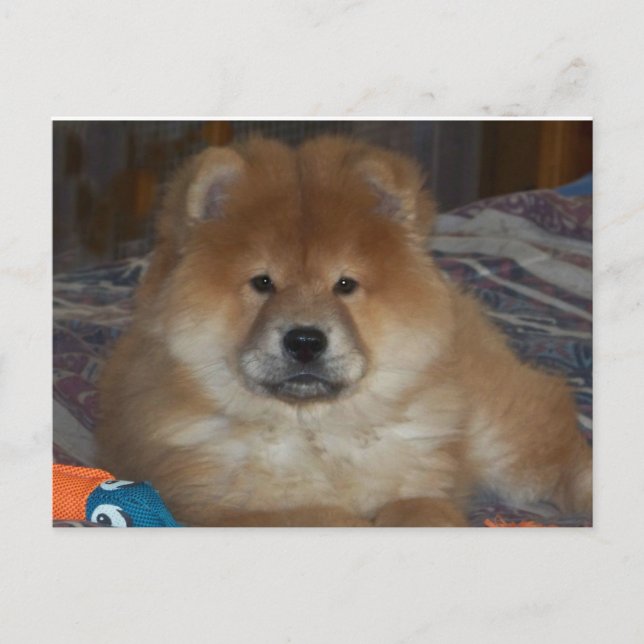 Chow Puppy Postkarte (Vorderseite)