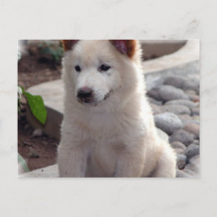 Chow Welppies Postcard Postkarte