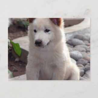 Chow Welppies Postcard Postkarte