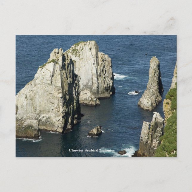 Chowiet Seabird Colonies, Alaska Postkarte (Vorderseite)