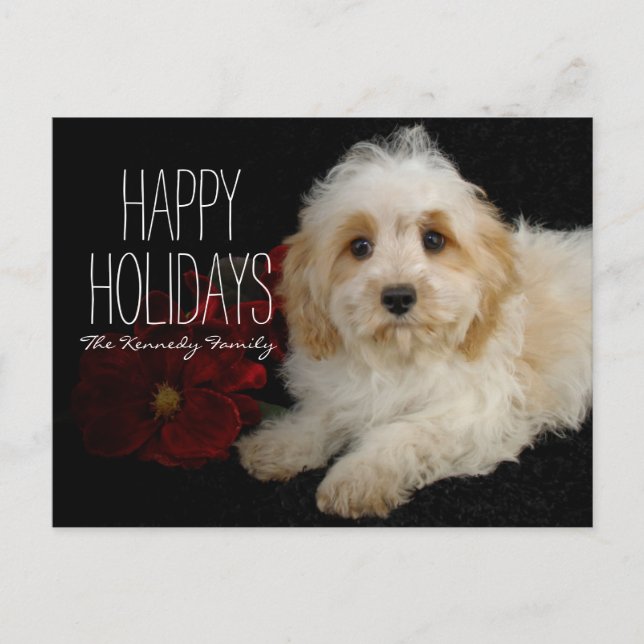 Chrirstmas Cavachon Welpe Feiertagspostkarte (Vorderseite)
