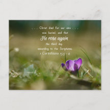 Christ Rose wieder Crocus Postcard
