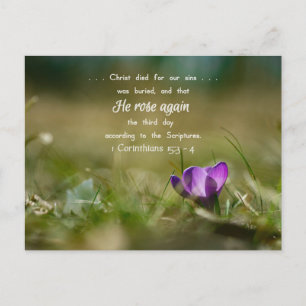 Christ Rose wieder Crocus Postcard Postkarte
