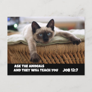 CHRISTLICHER CAT-POSTCARD-JOB 12:7-SIAMESE CAT POSTKARTE