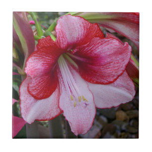 Christmas Amaryllis Red Holiday Floral Fliese