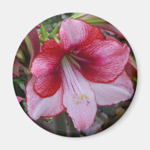 Christmas Amaryllis Red Holiday Floral Magnet