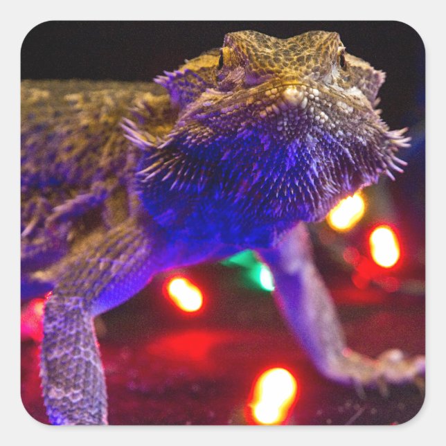 Christmas Beardie Quadratischer Aufkleber (Vorderseite)