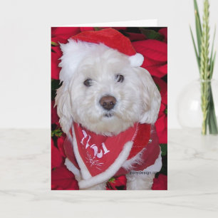 Christmas Bichon Frise Dog Feiertagskarte