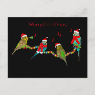 Christmas Budgie Frenzy Postcard Postkarte